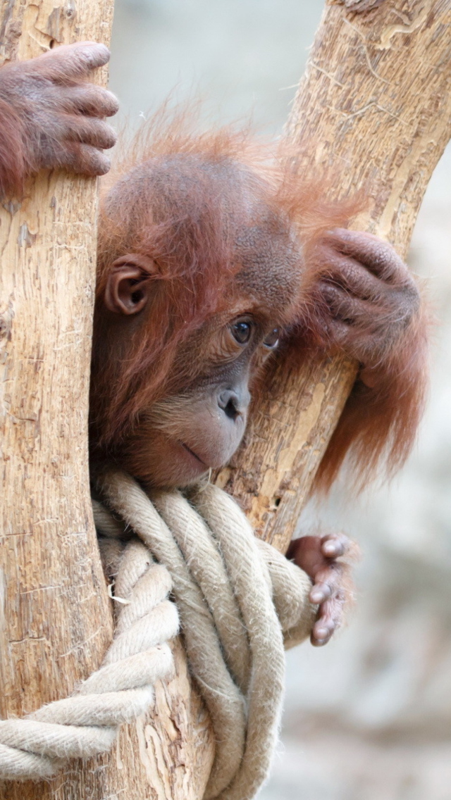 Cute Little Monkey In Zoo wallpaper 640x1136