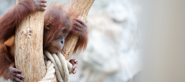 Cute Little Monkey In Zoo screenshot #1 720x320
