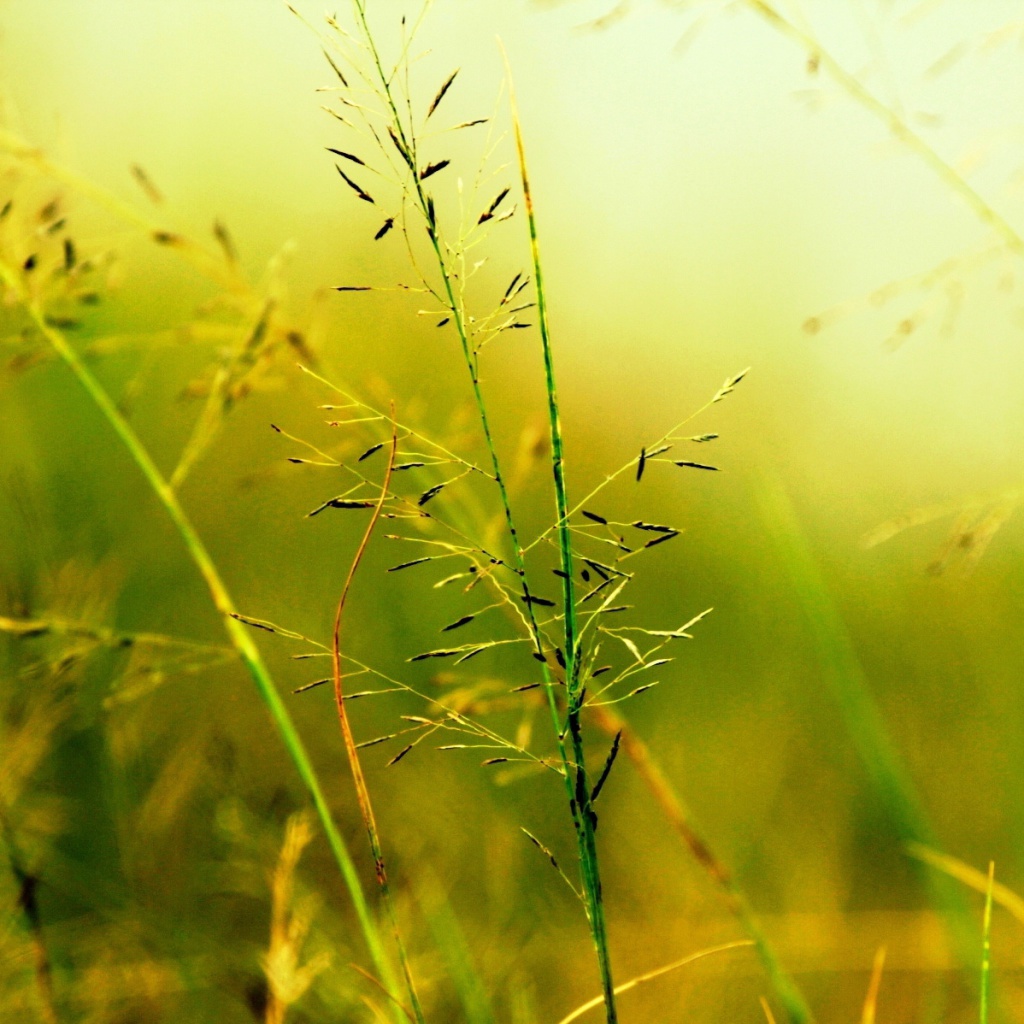 Fondo de pantalla Macro Green Plants 1024x1024