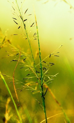 Das Macro Green Plants Wallpaper 240x400