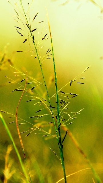 Sfondi Macro Green Plants 360x640