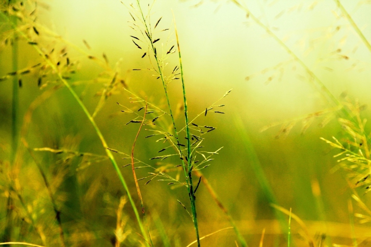 Macro Green Plants screenshot #1