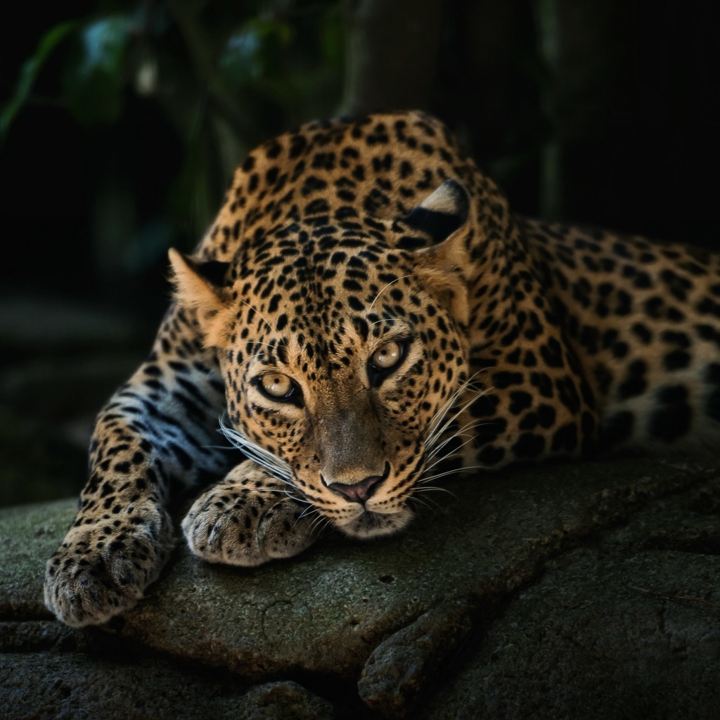 Das Leopard in Night HD Wallpaper 1024x1024