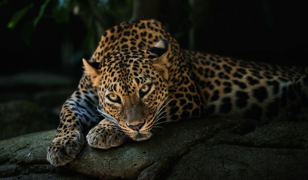 Leopard in Night HD wallpaper 1024x600