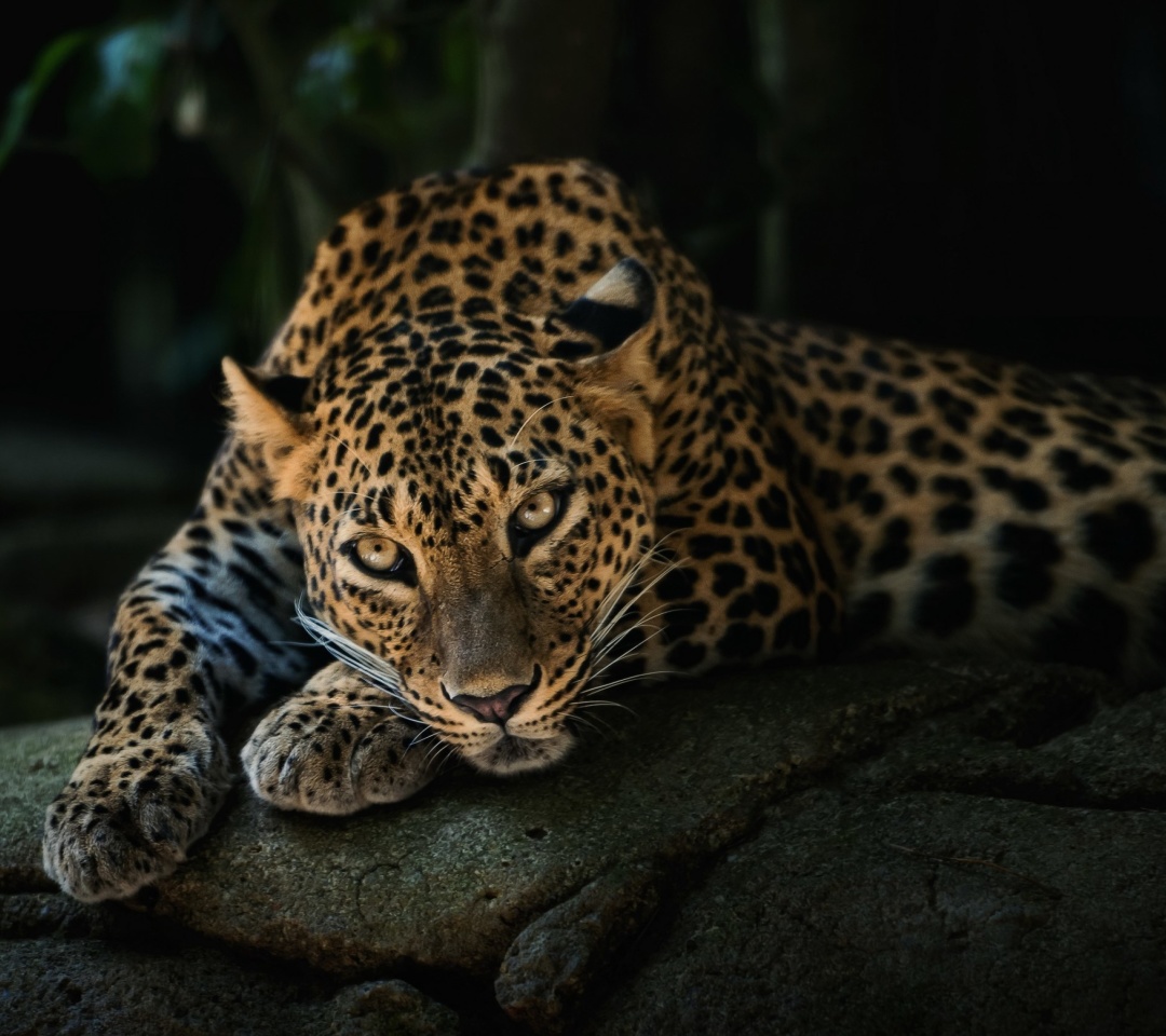 Leopard in Night HD wallpaper 1080x960