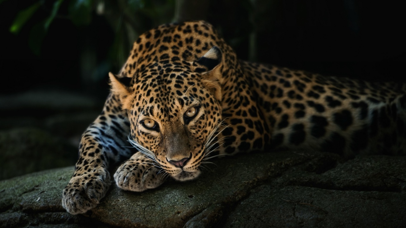 Обои Leopard in Night HD 1366x768