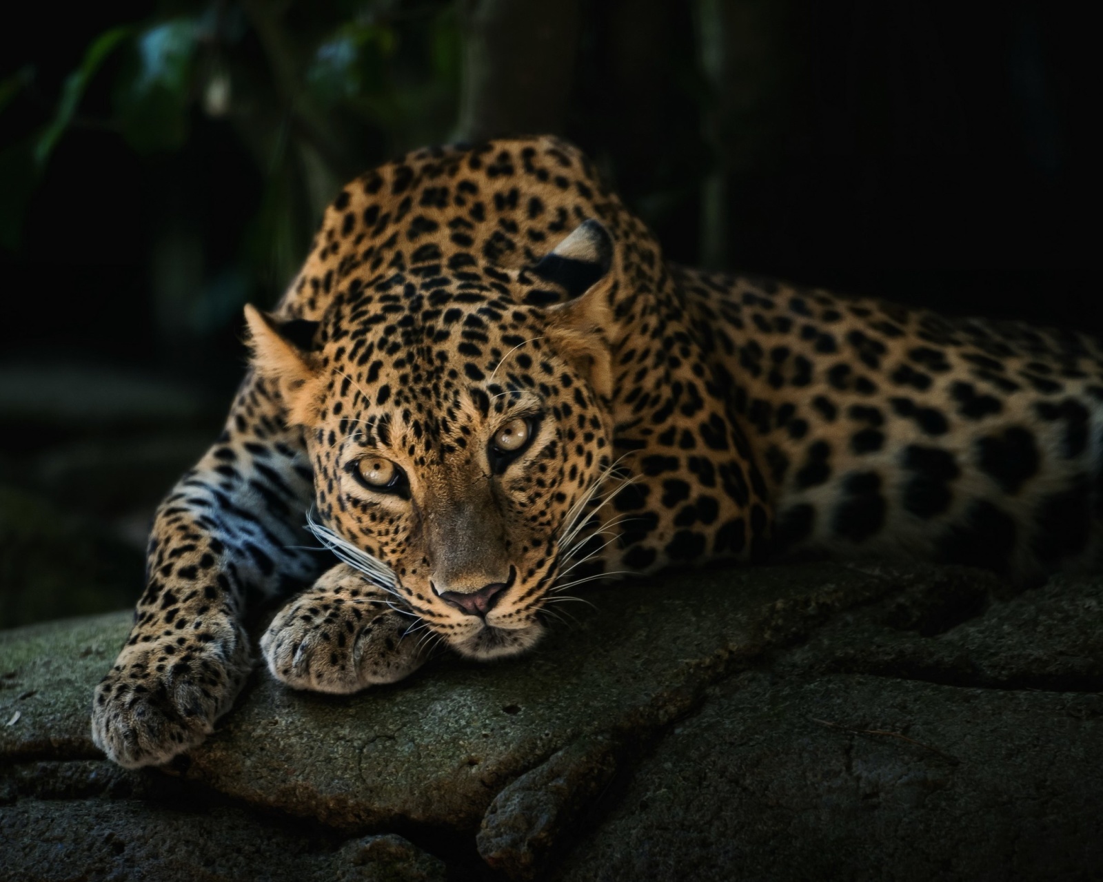 Leopard in Night HD wallpaper 1600x1280