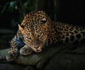 Sfondi Leopard in Night HD 176x144