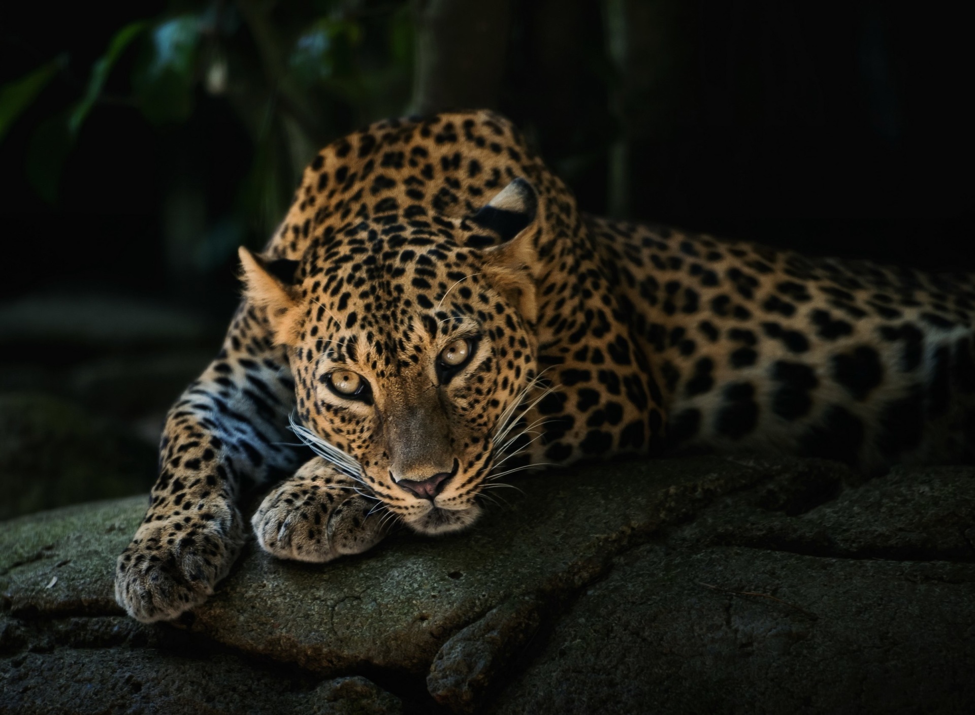 Fondo de pantalla Leopard in Night HD 1920x1408