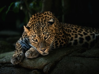 Leopard in Night HD wallpaper 320x240