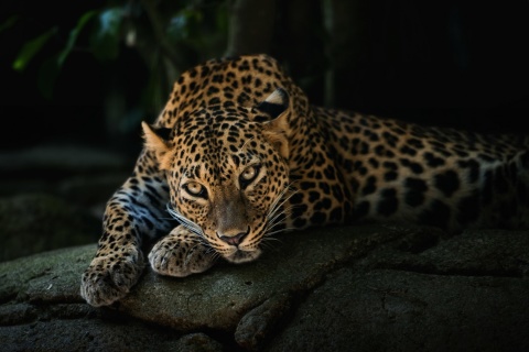 Fondo de pantalla Leopard in Night HD 480x320