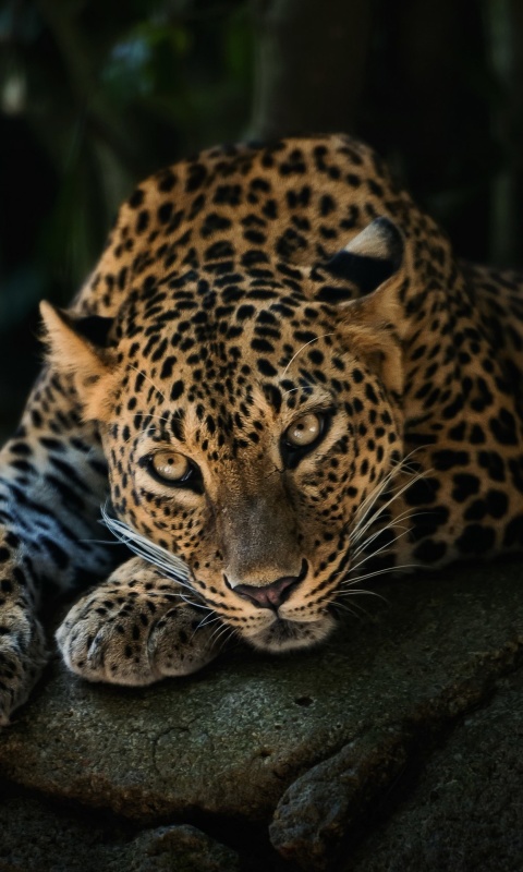 Leopard in Night HD wallpaper 480x800