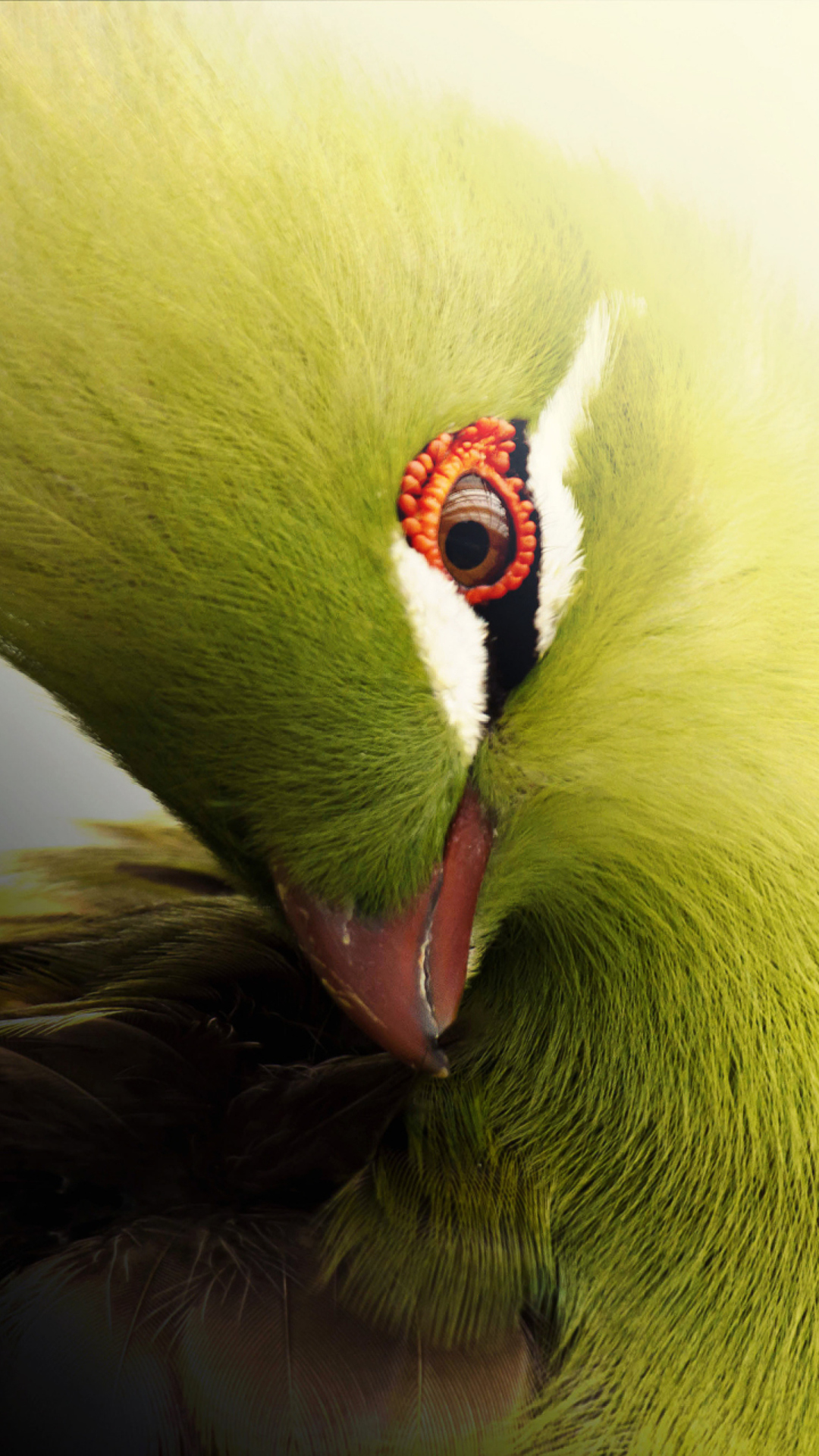 Sfondi Turaco African Bird 1080x1920