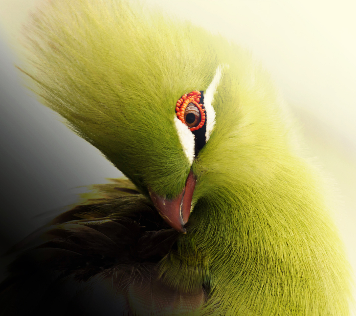 Screenshot №1 pro téma Turaco African Bird 1440x1280