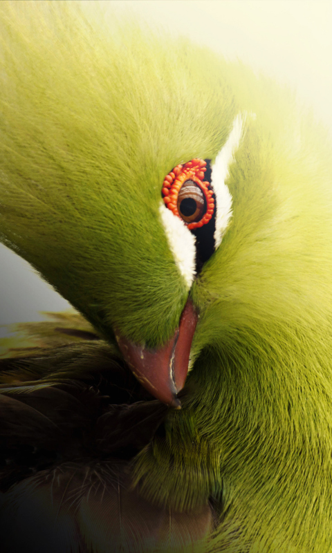 Fondo de pantalla Turaco African Bird 480x800