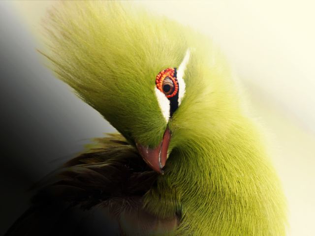 Das Turaco African Bird Wallpaper 640x480