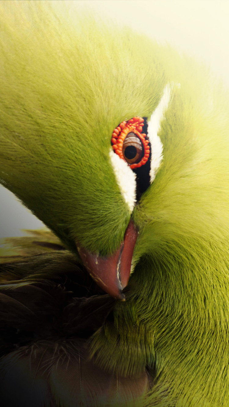 Turaco African Bird wallpaper 750x1334