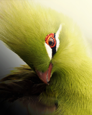 Turaco African Bird Background for Nokia C5-06