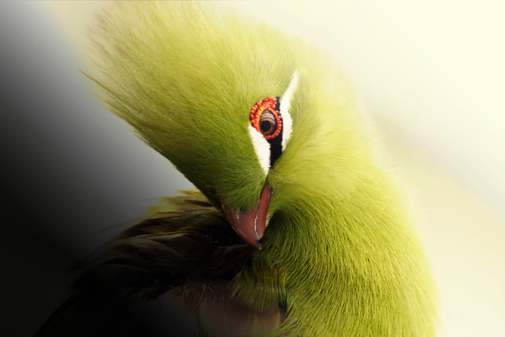 Fondo de pantalla Turaco African Bird