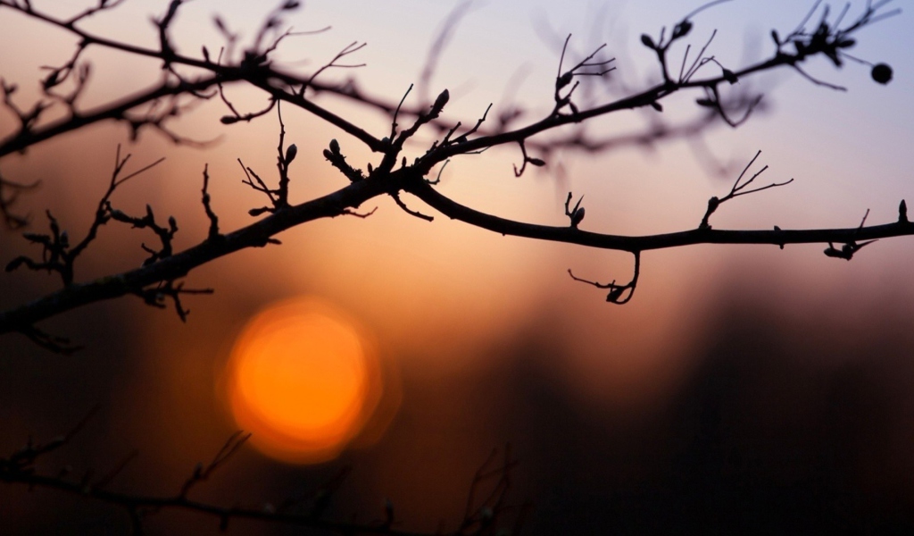 Fondo de pantalla Morning Sun Behind Trees 1024x600