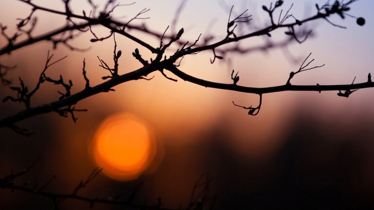 Morning Sun Behind Trees screenshot #1 1280x720