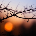 Morning Sun Behind Trees screenshot #1 128x128