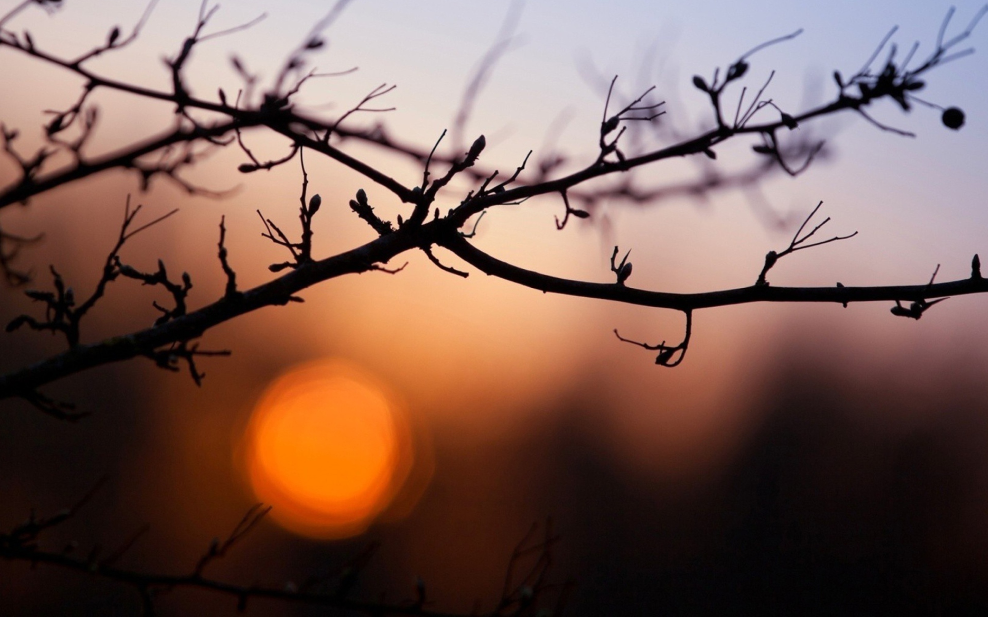 Sfondi Morning Sun Behind Trees 1920x1200