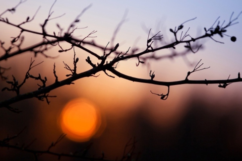 Morning Sun Behind Trees screenshot #1 480x320