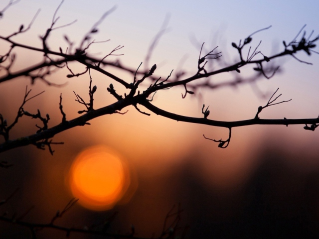 Morning Sun Behind Trees screenshot #1 640x480