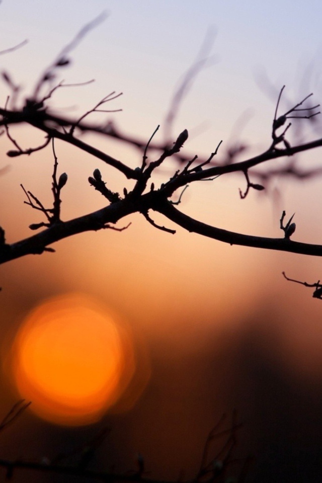 Morning Sun Behind Trees screenshot #1 640x960