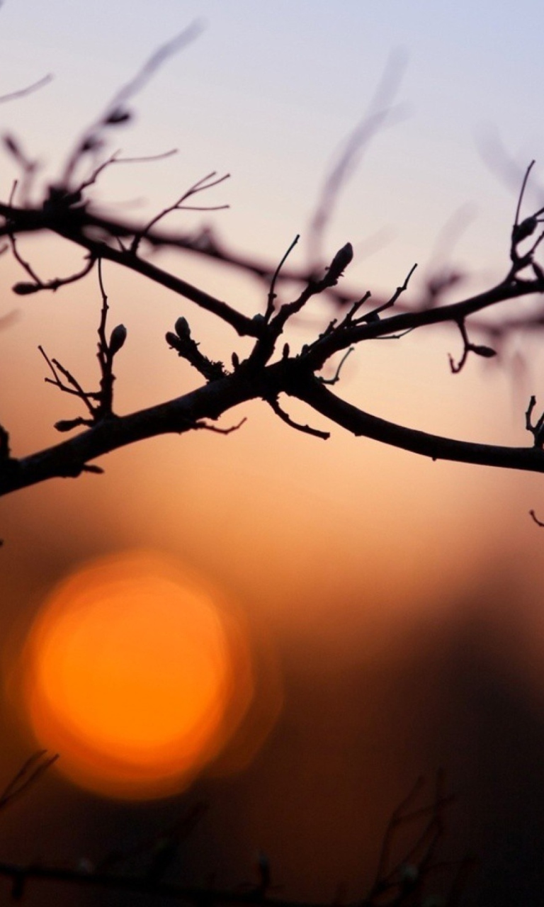 Sfondi Morning Sun Behind Trees 768x1280