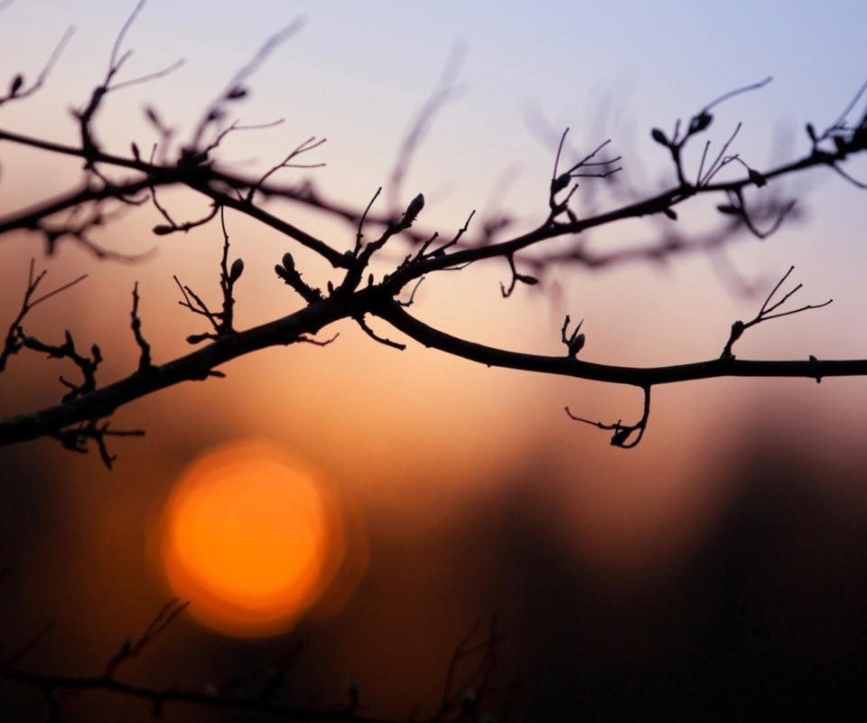 Morning Sun Behind Trees screenshot #1 960x800