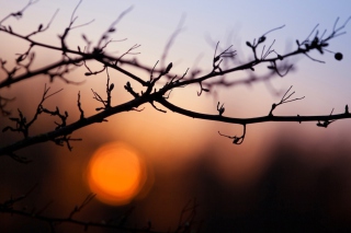 Kostenloses Morning Sun Behind Trees Wallpaper für Android, iPhone und iPad