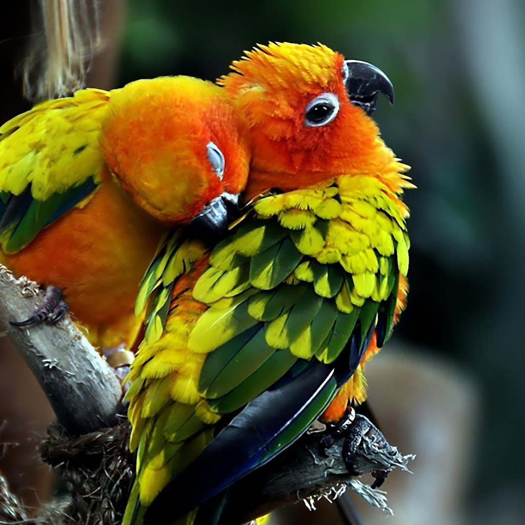 Das Parrot Hug Wallpaper 1024x1024