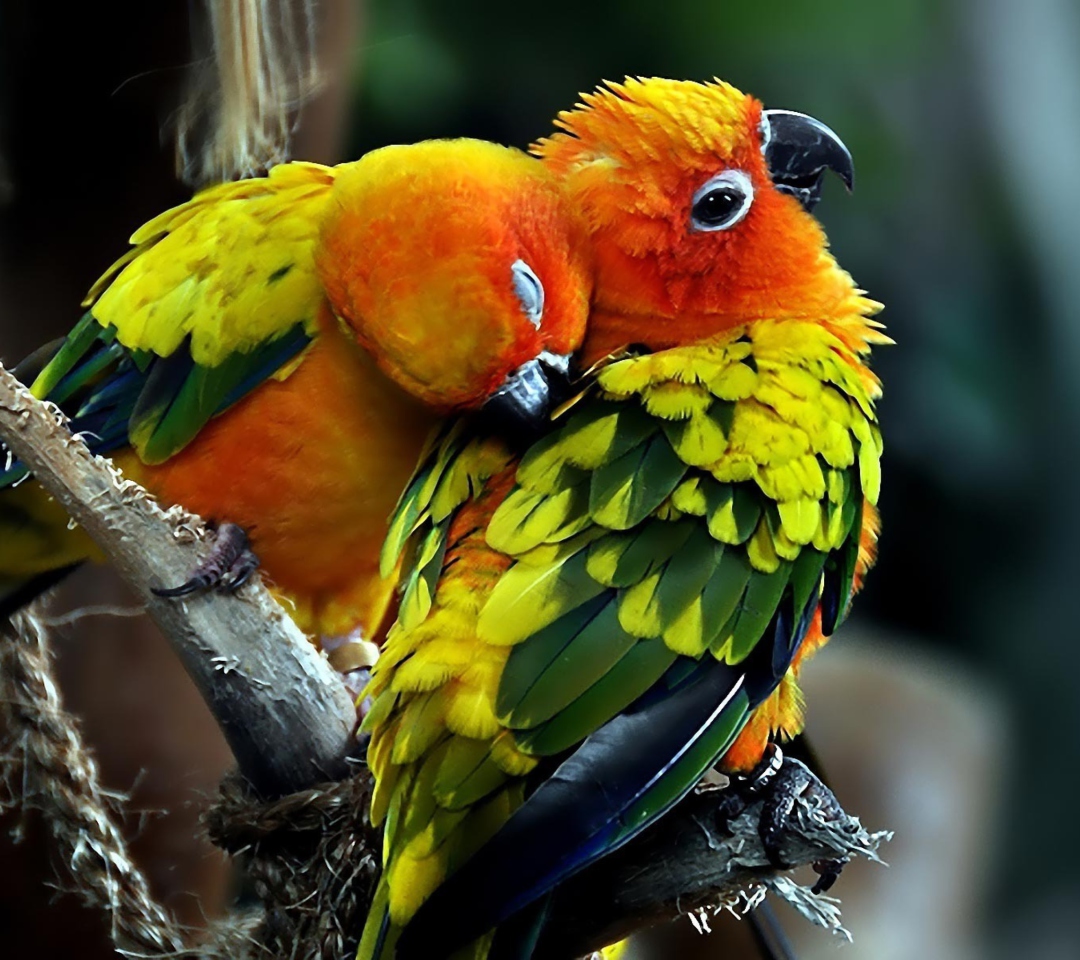 Das Parrot Hug Wallpaper 1080x960