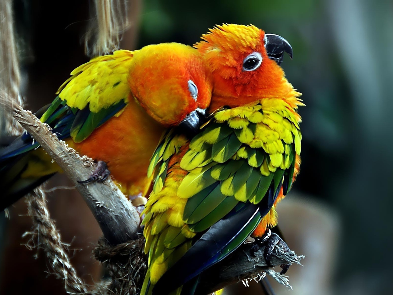 Sfondi Parrot Hug 1280x960