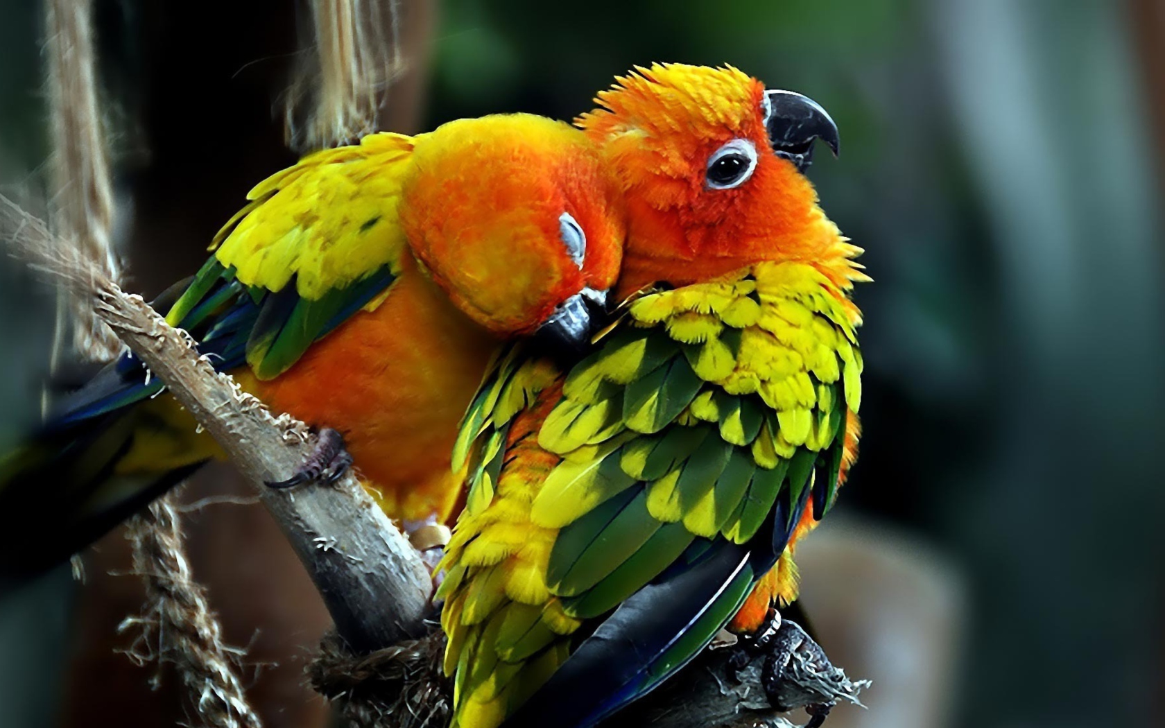 Sfondi Parrot Hug 1680x1050