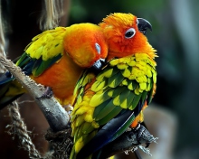 Обои Parrot Hug 220x176