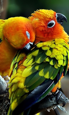 Das Parrot Hug Wallpaper 240x400