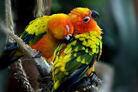 Обои Parrot Hug 480x320