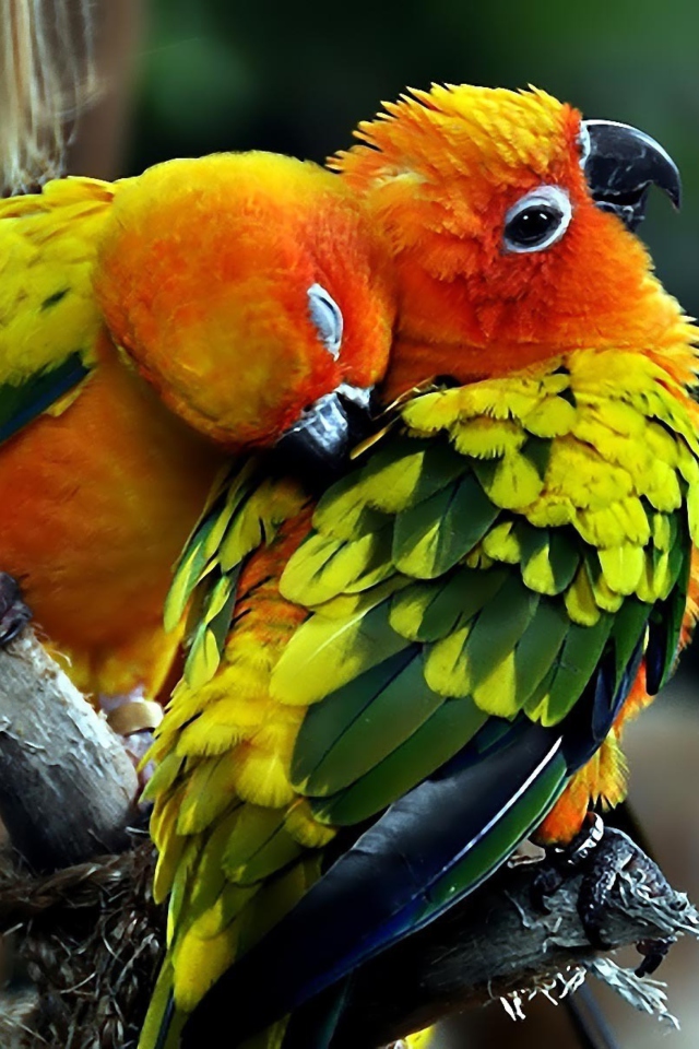 Parrot Hug wallpaper 640x960