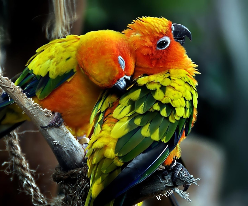 Das Parrot Hug Wallpaper 960x800