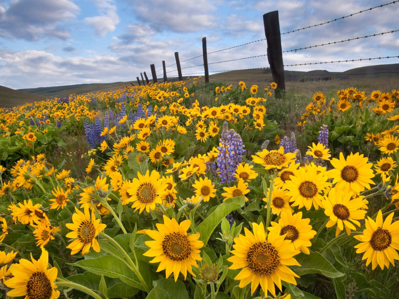 Screenshot №1 pro téma Wild Sunflowers 1280x960