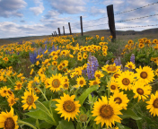 Wild Sunflowers wallpaper 176x144