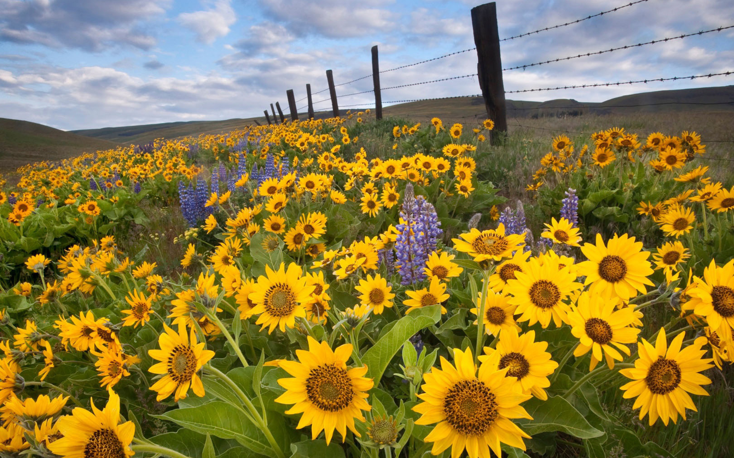 Обои Wild Sunflowers 2560x1600