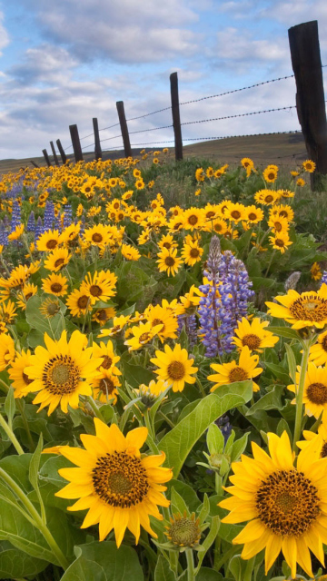 Обои Wild Sunflowers 360x640