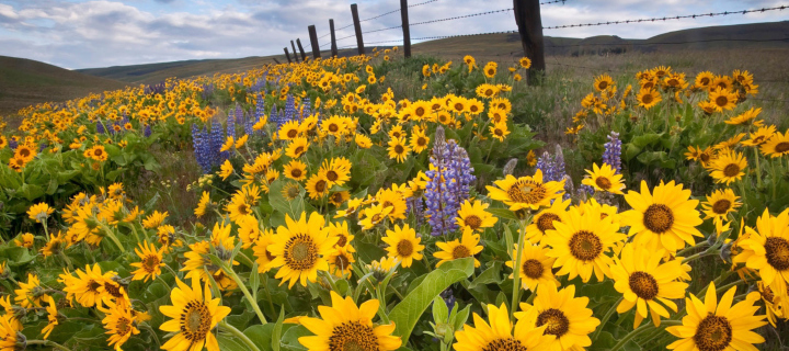 Wild Sunflowers screenshot #1 720x320