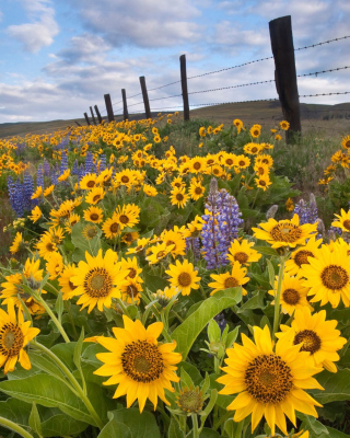 Wild Sunflowers sfondi gratuiti per Nokia Asha 300