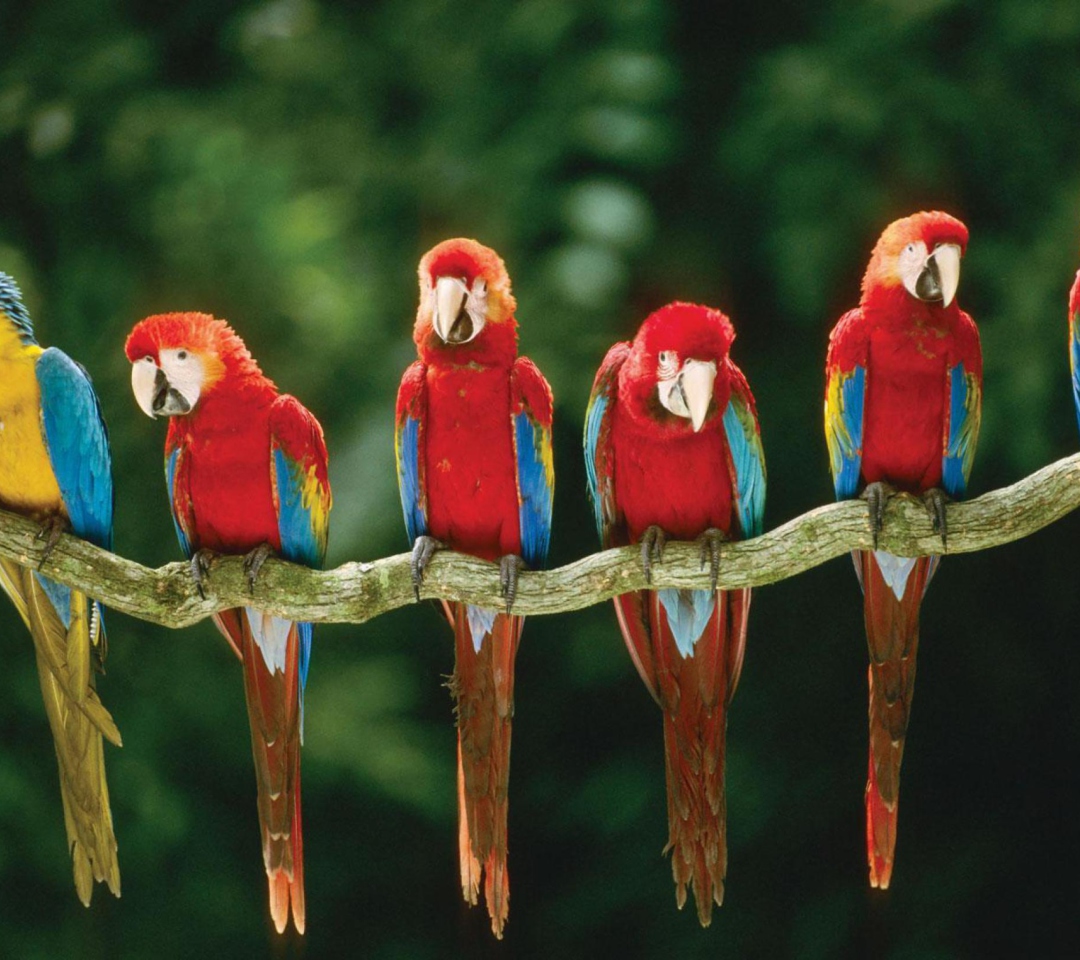Fondo de pantalla Green Winged Macaw 1080x960
