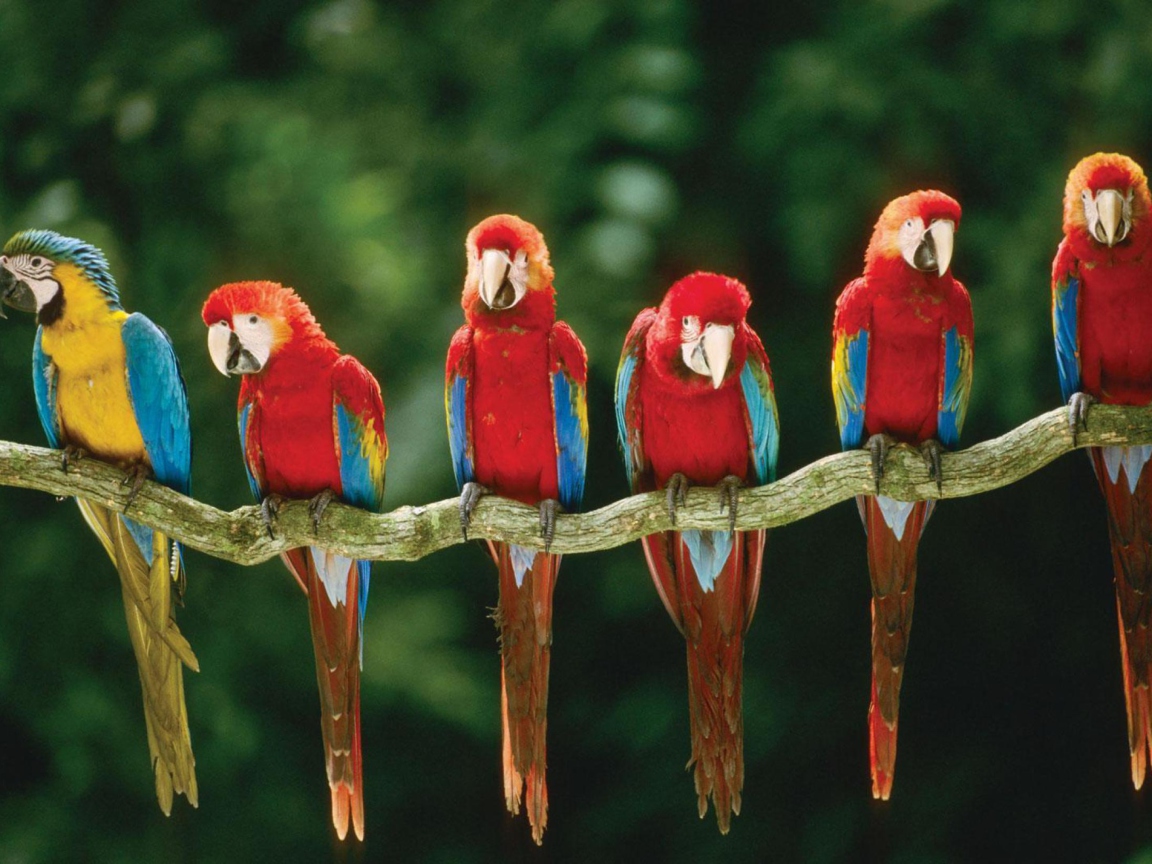 Green Winged Macaw wallpaper 1152x864